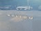 2024 Chevrolet Malibu LS 1FL